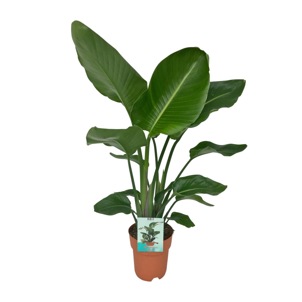Lekker volle Strelitzia nicolai Nico als luchtzuiverende paradijsvogelplant voor een lichte woonkamer op een strakke witte achtergrond.