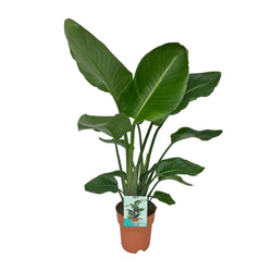 Lekker volle Strelitzia nicolai Nico als luchtzuiverende paradijsvogelplant voor een lichte woonkamer op een strakke witte achtergrond.
