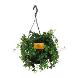 Diervriendelijke hangplant Sienna (Suikerdruifje) in hangpot voor in de schaduw