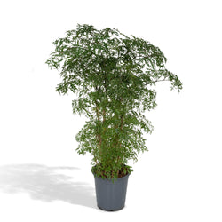 Grote varen Aralia Polyscias dicosa als unieke kamerplant uit Azië op een strakke witte achtergrond.
