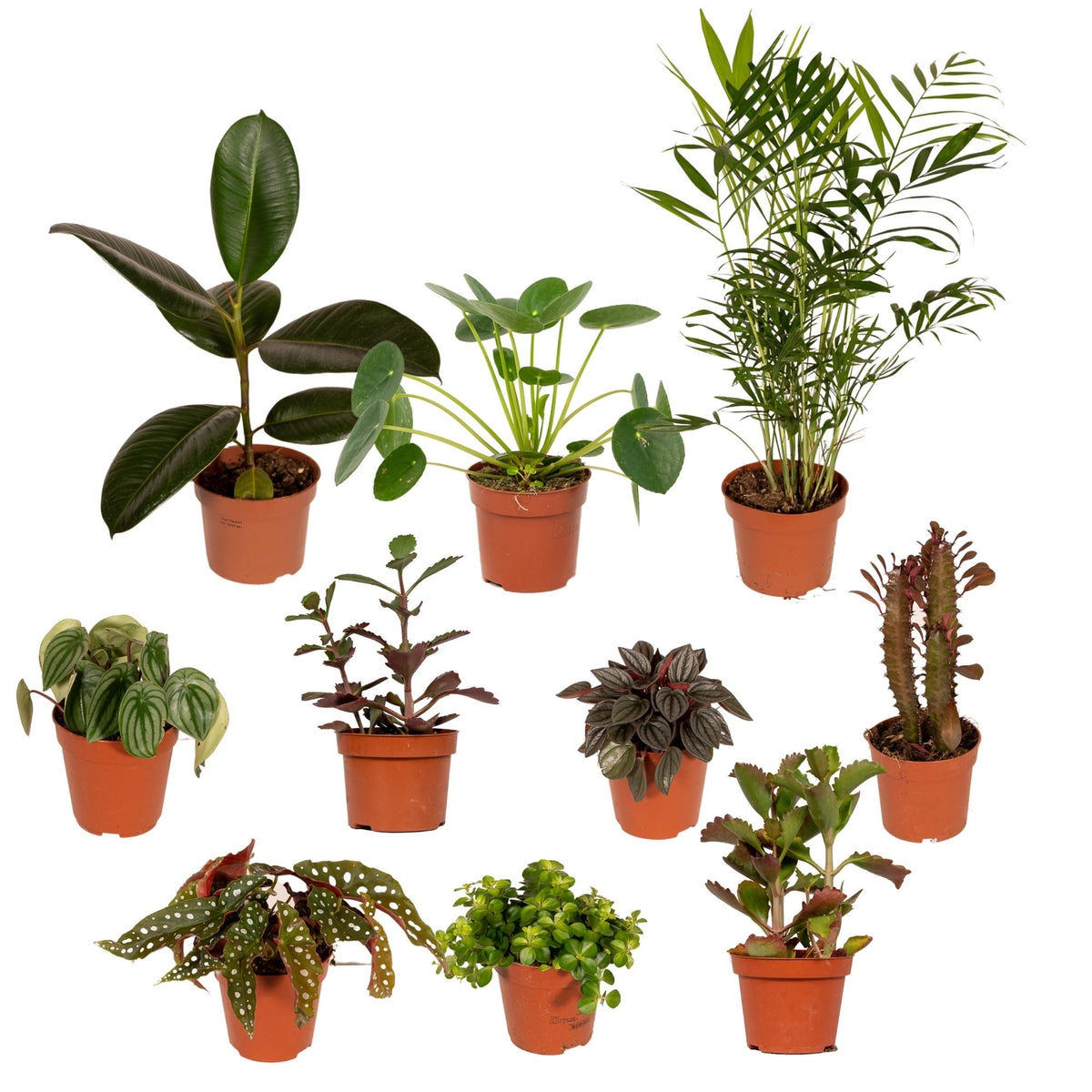 Mix van 10 verschillende kamerplanten waaronder een Ficus en Pilea