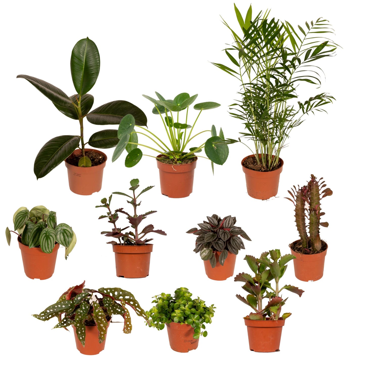 Mix van 10 verschillende kamerplanten waaronder een Ficus en Pilea