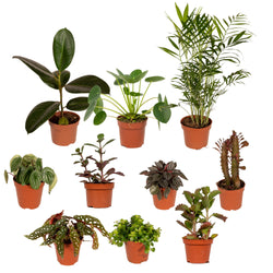 B-Ware-Box – 10 Planties