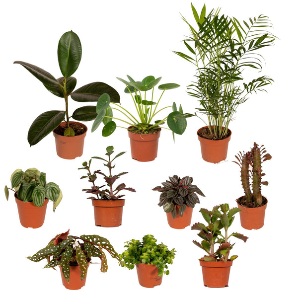 Buitenbeentjesbox - 10 Planties