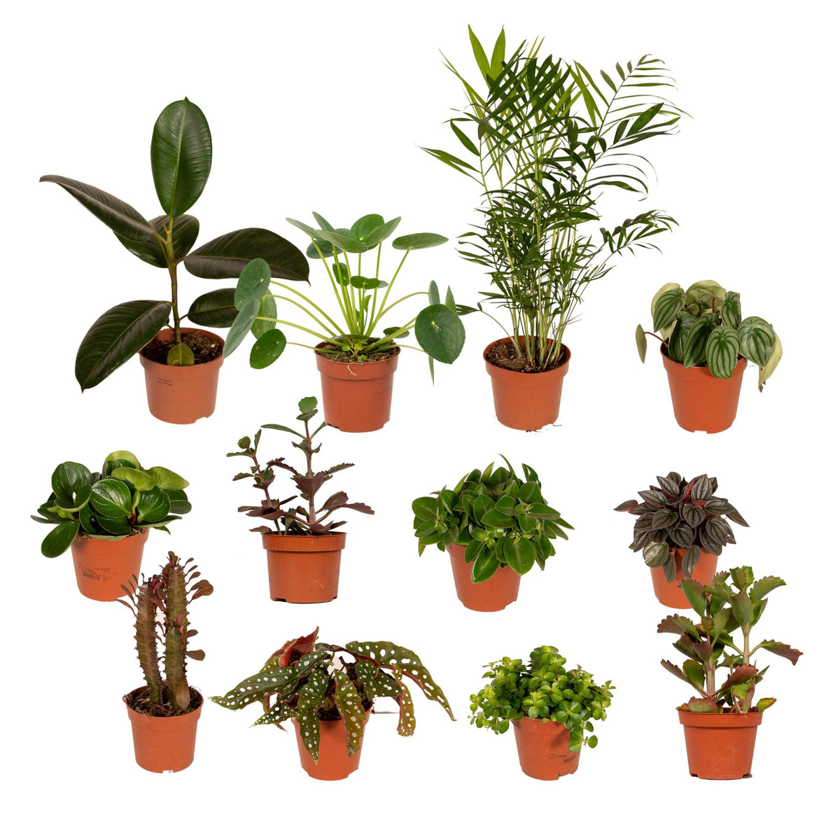 Extra grote mix van 12 verschillende kamerplanten waaronder een Ficus en Pilea