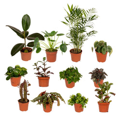Außenseiterbox – 12 Planties