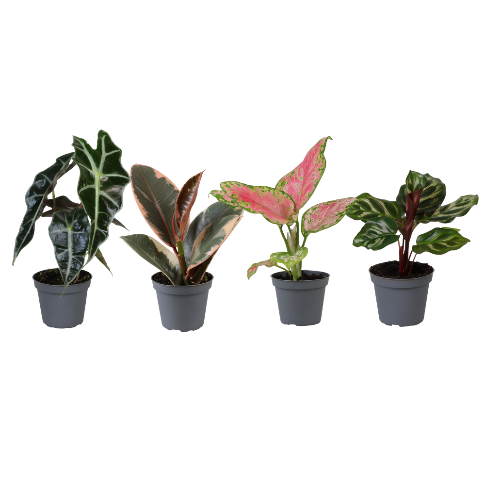 Mix van 4 verschillende babyplantjes waaronder een Calathea en Varen
