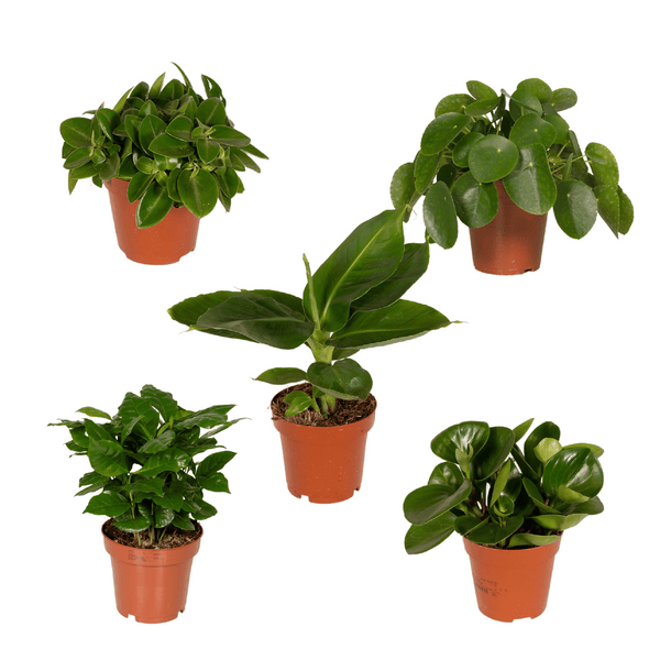 Überraschungsbox - 5 Pflänzchen