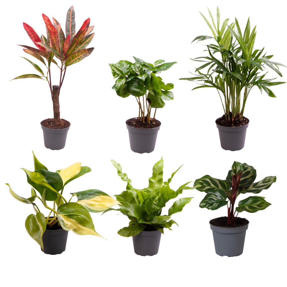 Mix van 6 verschillende babyplantjes waaronder een Calathea en Varen