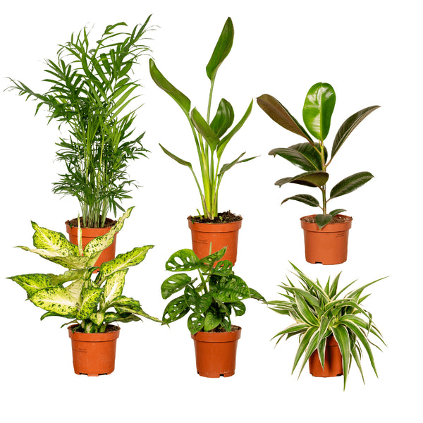 Überraschungsbox - 6 Planties