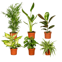 Überraschungsbox - 6 Planties