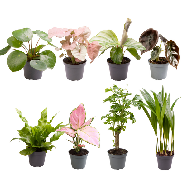 Baby Planties Überraschungsbox – 8 Stück