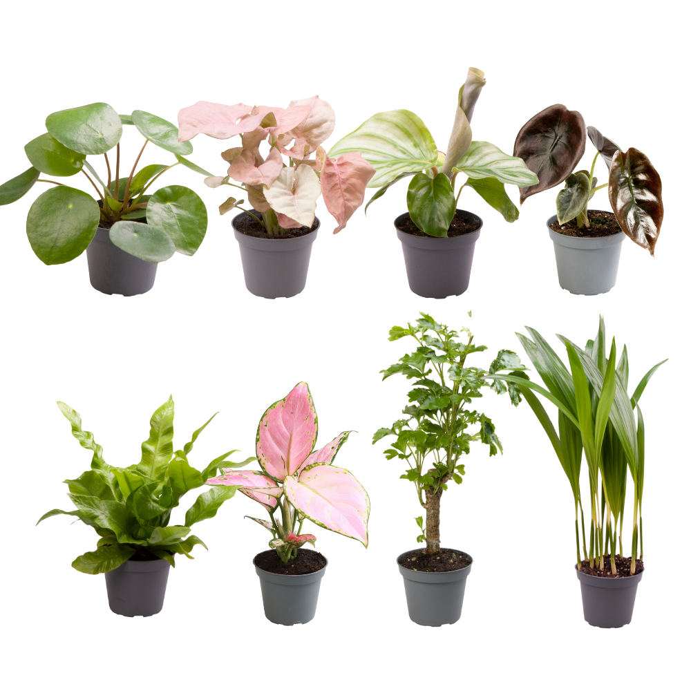 verrassingsbox-8-babyplantjes-calathea-orbifolia-alocasia