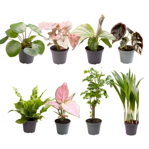 Baby Planties Verrassingsbox - 8 stuks