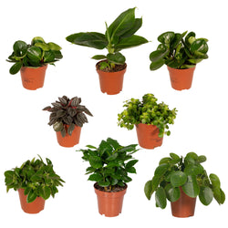 Überraschungsbox – 8 Planties