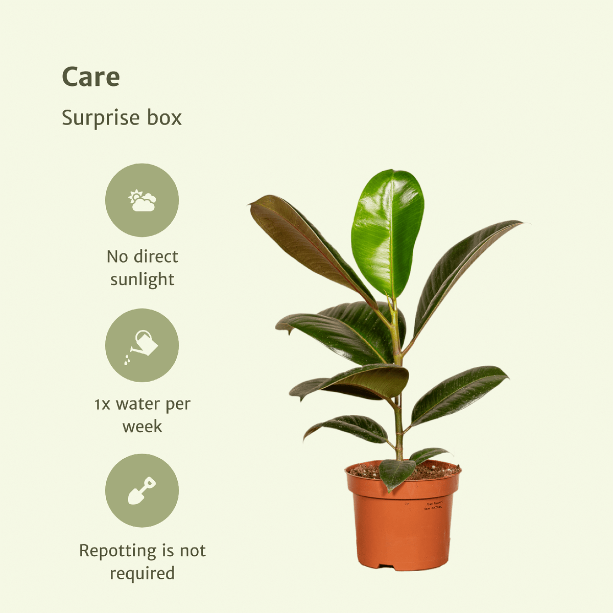 Informatie over verzorging van de 6 planten uit de verrassingsbox
