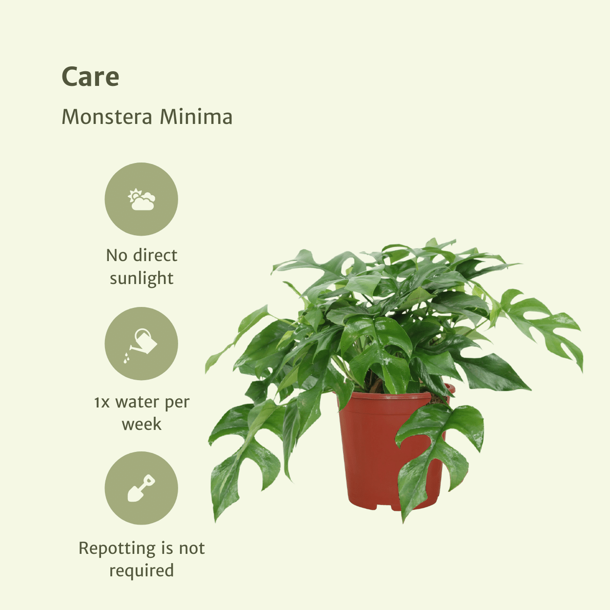 Infographic over de verzorging, lichtbehoefte en water geven van de Monstera minima