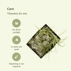 Verzorging van Tallandia Air Mix
