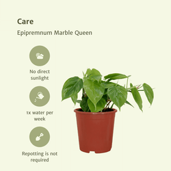 Infographic met verzorgingstips voor de makkelijke Philodendron scandens Sandro