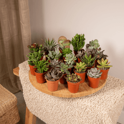 Creatieve styling met een groep van 20 kleine vetplantjes op een houten kruk