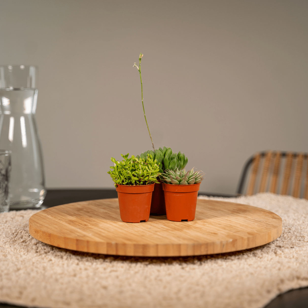 Creatieve styling met een groep van 10 kleine vetplantjes op een houten kruk