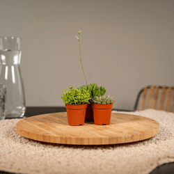 Creatieve styling met een groep van 10 kleine vetplantjes op een houten kruk