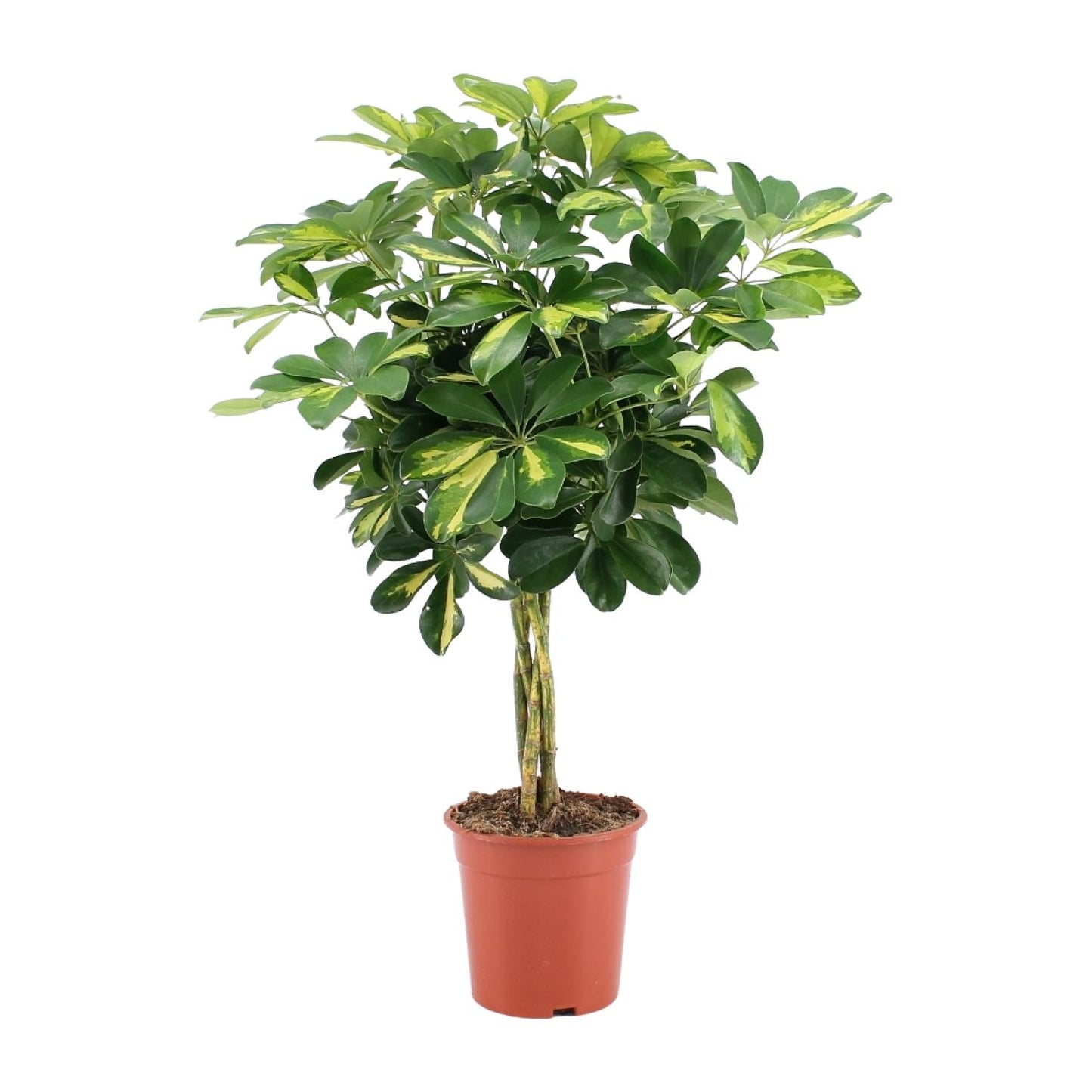 Bonte Vingerplant Mila als goudgele Schefflera arboricola en makkelijke kamerplant op een strakke witte achtergrond.