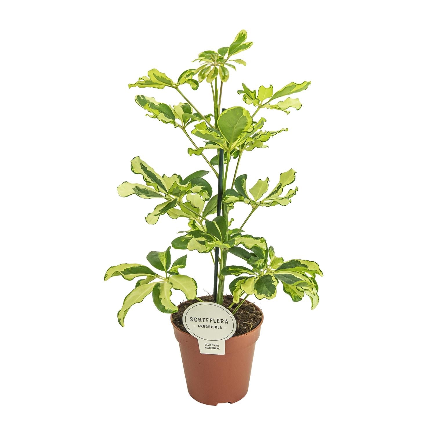 Compacte Vingerplant Mila als Schefflera kamerplant op een strakke witte achtergrond.