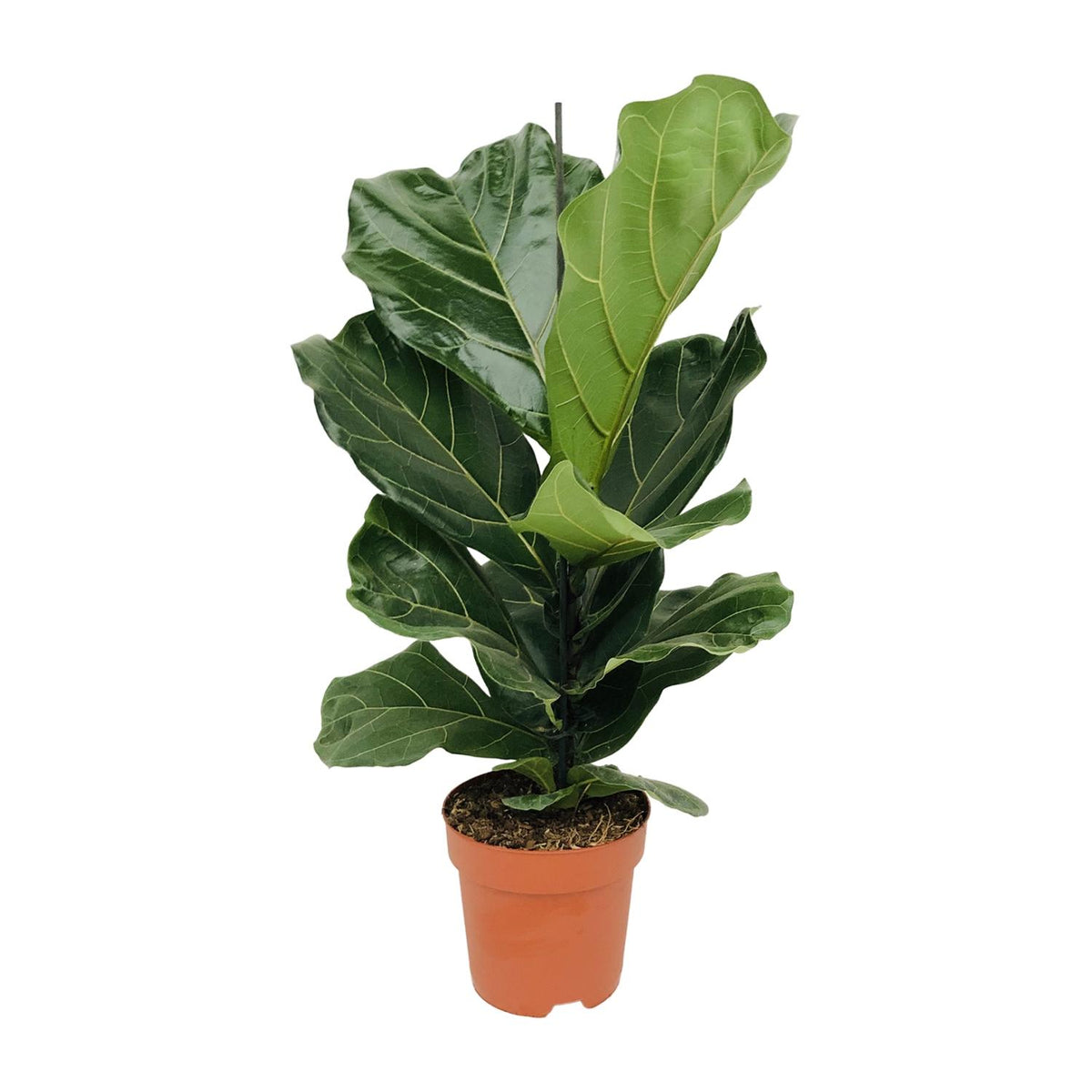 Statige vioolbladplant Philippe als luchtzuiverende Ficus lyrata tabaksplant uit West-Afrika op een strakke witte achtergrond.