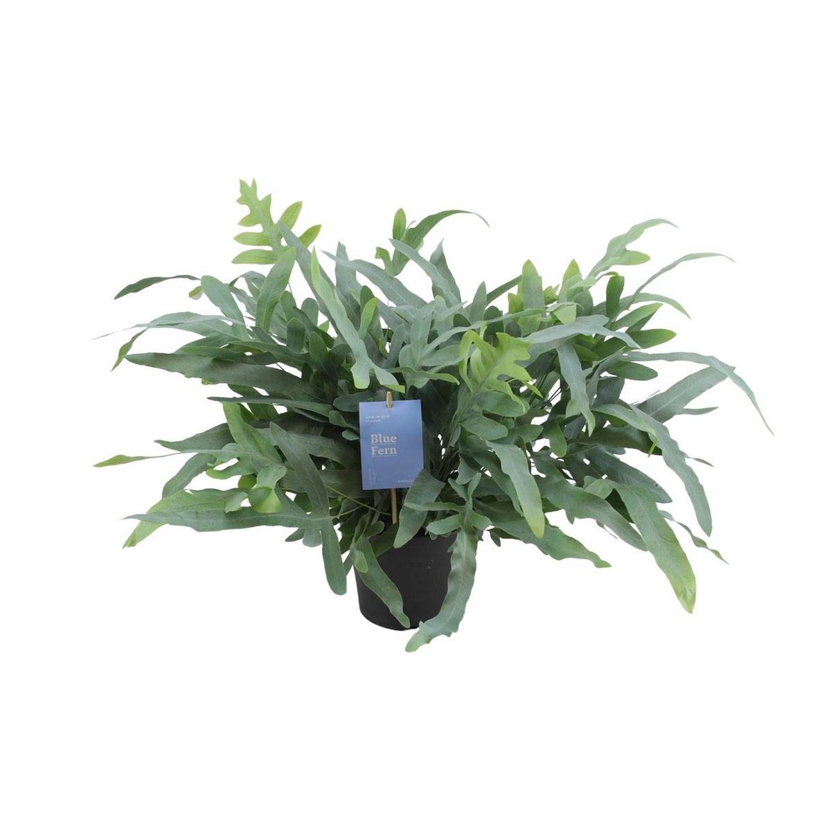 Weelderige en volle blauwvaren Phlebodium Blue Star Evie 50cm hoog