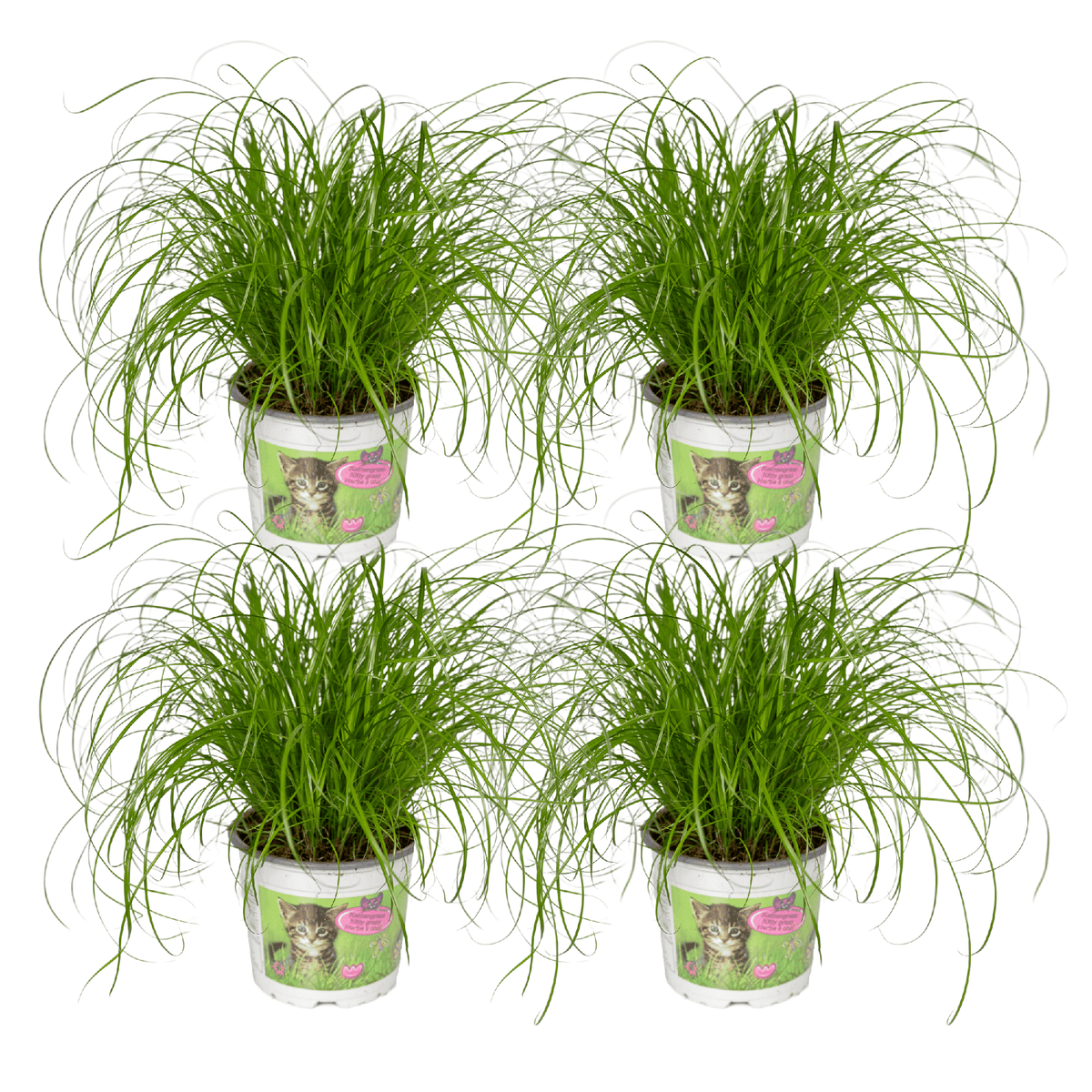 Groot pakket van vier Snorrie kattengras planten Cyperus sumula voor katten