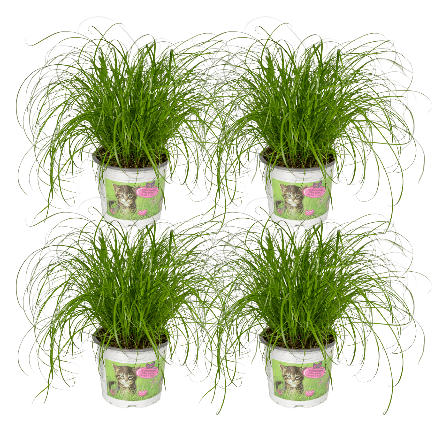 Groot pakket van vier Snorrie kattengras planten Cyperus sumula voor katten