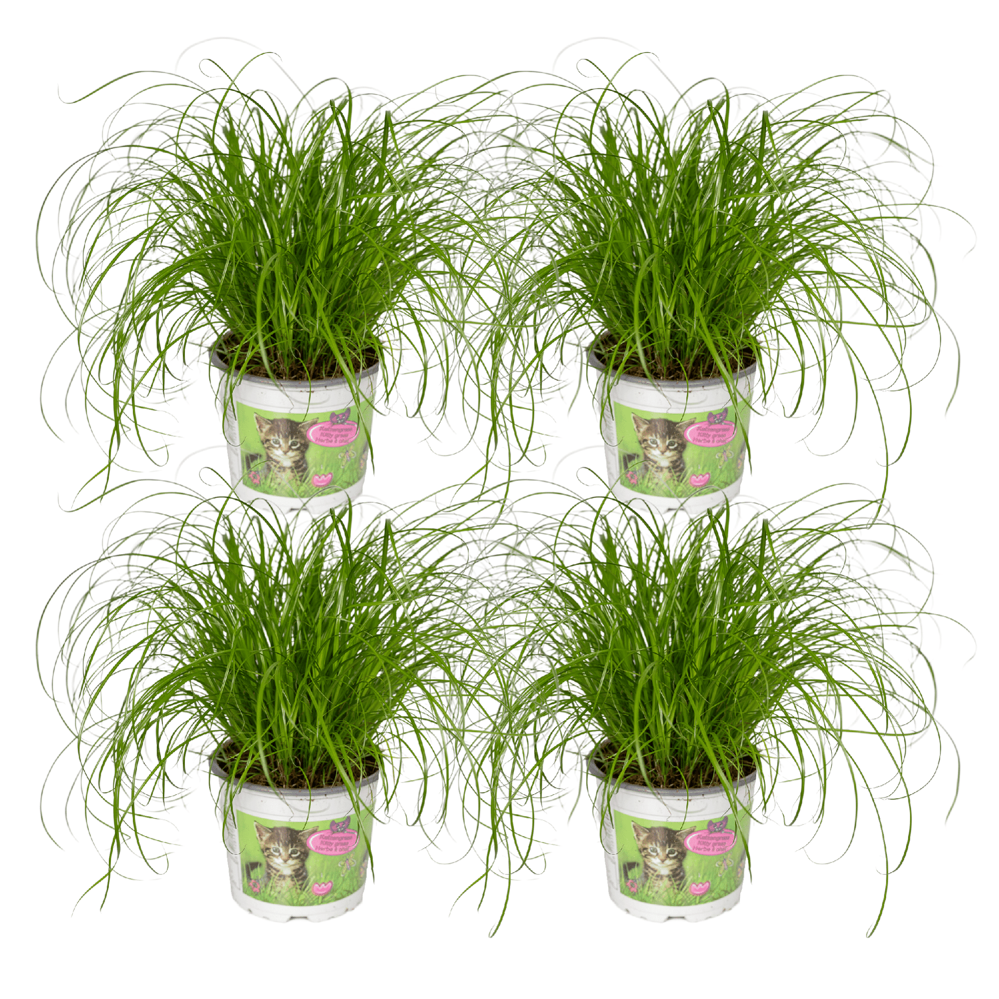 Groot pakket van vier Snorrie kattengras planten Cyperus sumula voor katten