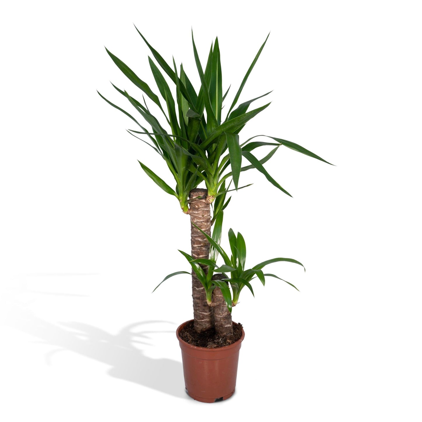 Kamerplant Yucca elephantipes Palmlelie Yara witte achtergrond