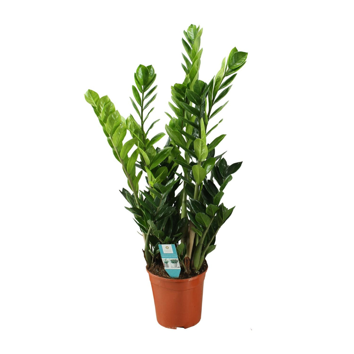 Grote ZZ plant Zazu als sterke Zamioculcas zamiifolia vetplant en makkelijke kamerplant op een strakke witte achtergrond.