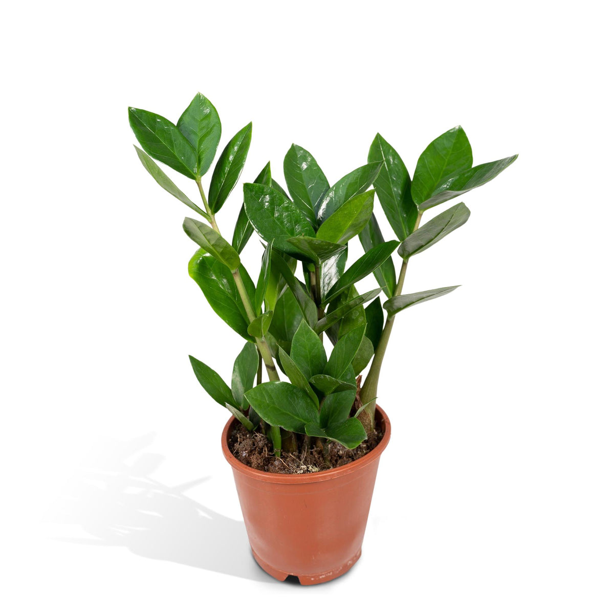 IJzersterke ZZ-plant Zazu 35cm hoog, ideale plant voor een plek met weinig licht