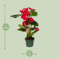 Anthurium rood kamerplant van 40 cm hoog met potdiameter van 12 cm