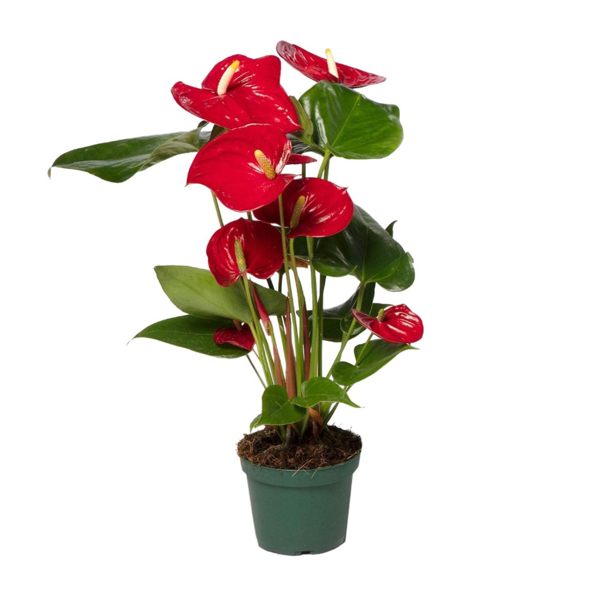 Anthurium rood kamerplant met glanzend groen blad en rode bloemen