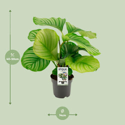Afmetingen van de Calathea Orbifolia: 50cm hoog in een 14cm kweekpot