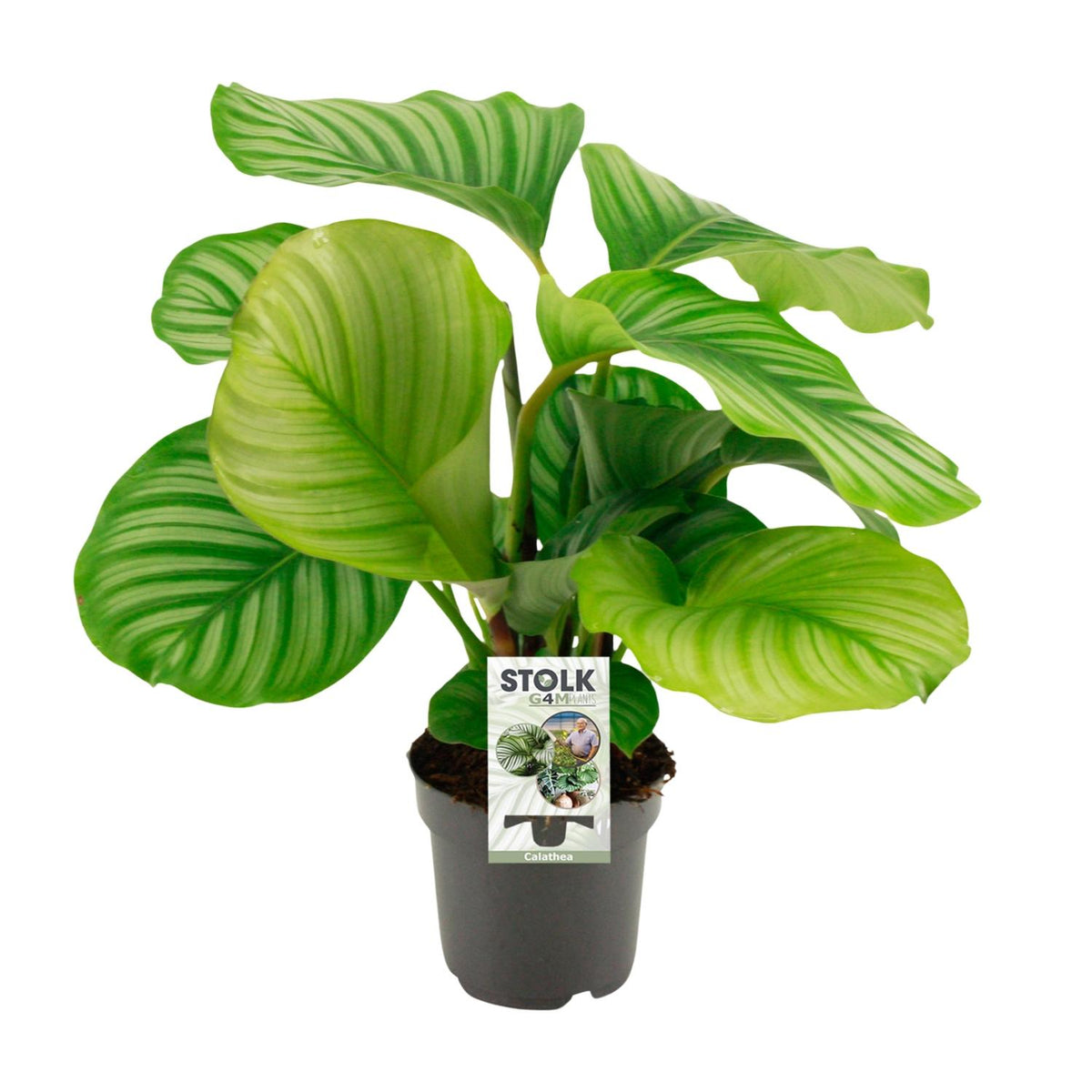 Calathea Orbifolia kamerplant (50cm) met opvallende zilvergroen gestreepte bladeren