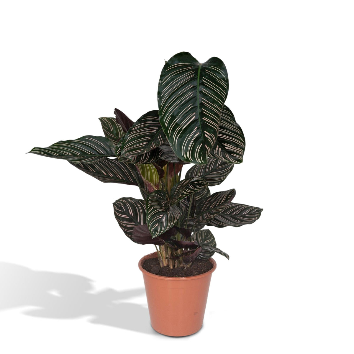 Calathea Ornata kamerplant van 80 cm hoog in terracotta pot