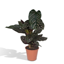 Calathea Ornata kamerplant van 80 cm hoog in terracotta pot