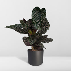 Calathea Ornata pauwenplant met donkergroen blad en roze strepen
