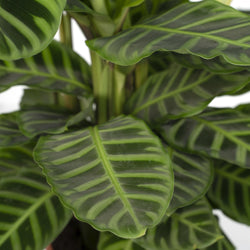 Close-up van het groen gestreepte blad van een Calathea Zebrina