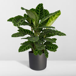 Calathea Zebrina kamerplant van 70 cm hoog in pot