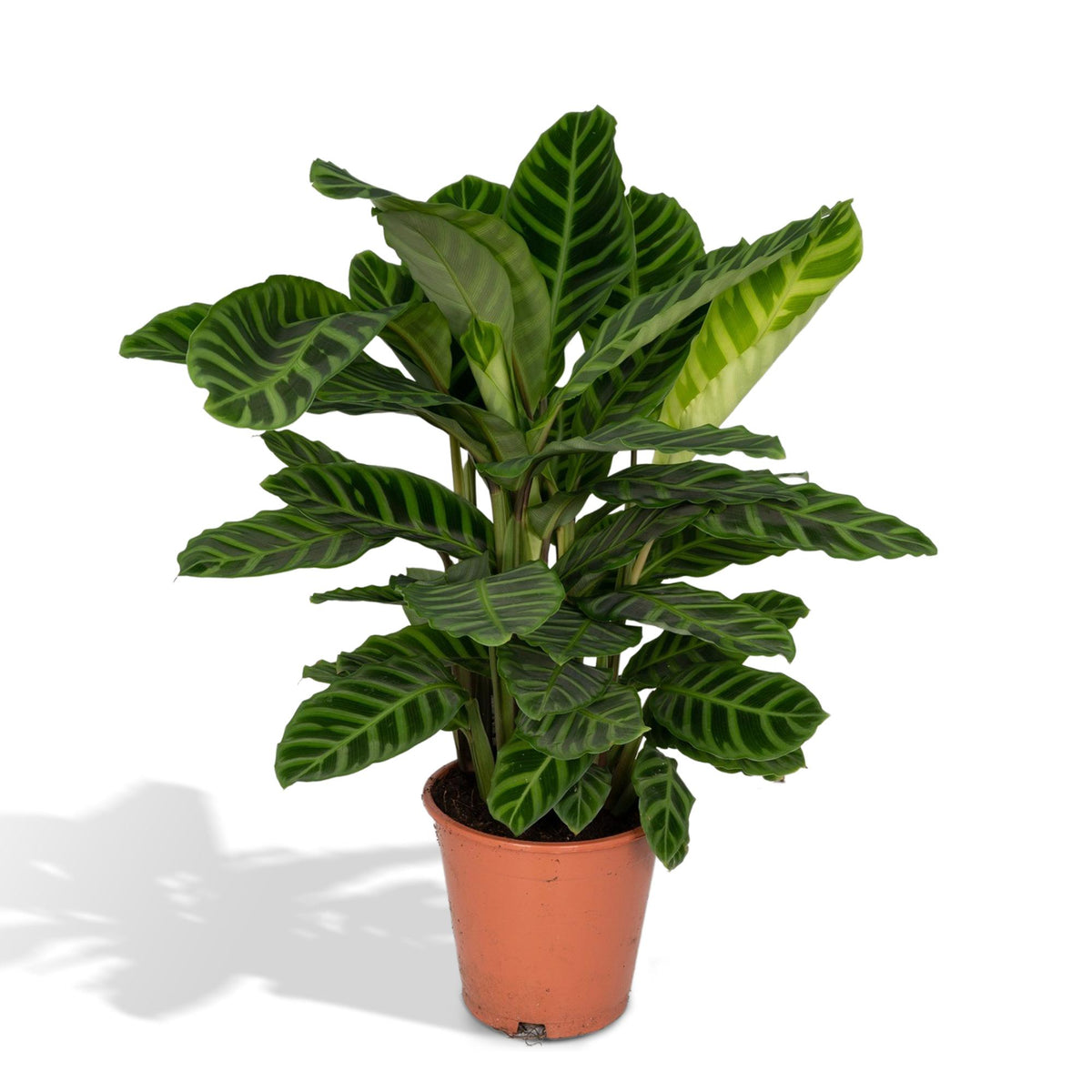 Calathea Zebrina pauwenplant met groen gestreept blad