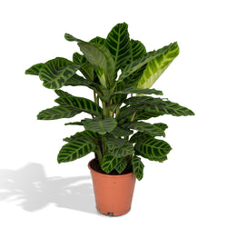 Calathea Zebrina pauwenplant met groen gestreept blad