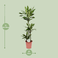 Dracaena Janet Lind, 130 cm, potmaat 24 cm