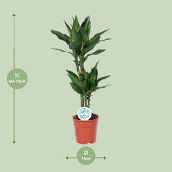Dracaena Janet Lind, 70 cm, potmaat 17 cm