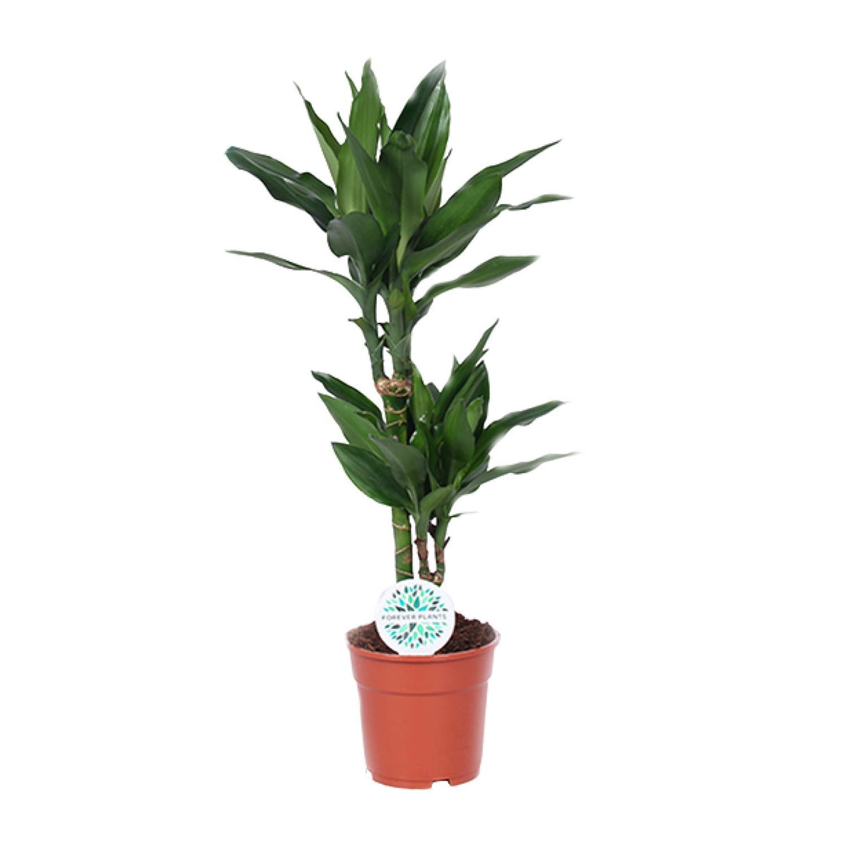 Dracaena Janet Lind kamerplant in kwekerspot